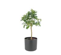 KENTIS - Citrus Mano di Buddha - Alberi da Frutto da Esterno - Piante Vere di Agrumi da Balcone Terrazzo - H 70-80 cm Ø 20 cm