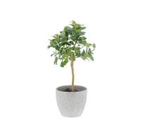 KENTIS - Citrus Mano di Buddha - Alberi da Frutto da Esterno - Piante Vere di Agrumi da Balcone Terrazzo - H 70-80 cm Ø 20 cm