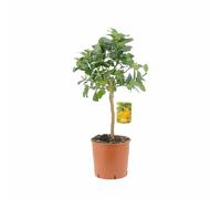 KENTIS - Citrus Mano di Buddha - Alberi da Frutto da Esterno - Piante Vere di Agrumi da Balcone Terrazzo - H 70-80 cm Ø 20 cm