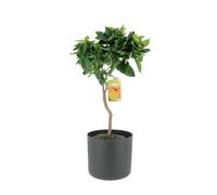 KENTIS - Citrus Sinensis - Pianta Vara di Arancio Dolce - Alberi da Frutto da Esterno Giardino Balcone - H 70-80 cm Vaso Ø 20 cm