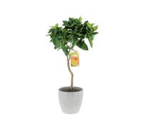 KENTIS - Citrus Sinensis - Pianta Vara di Arancio Dolce - Alberi da Frutto da Esterno Giardino Balcone - H 70-80 cm Vaso Ø 20 cm