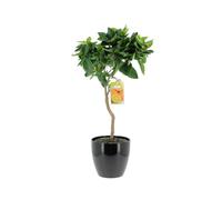 KENTIS - Citrus Sinensis - Pianta Vara di Arancio Dolce - Alberi da Frutto da Esterno Giardino Balcone - H 70-80 cm Vaso Ø 20 cm