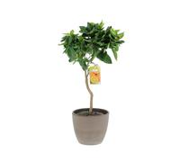 KENTIS - Citrus Sinensis - Pianta Vara di Arancio Dolce - Alberi da Frutto da Esterno Giardino Balcone - H 70-80 cm Vaso Ø 20 cm