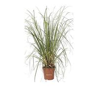 KENTIS - Cortaderia Selloana - Erba della Pampas - Piante Vere da Esterno - Pianta da Giardino - H 80-100 cm Vaso Ø 24 cm