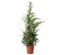 KENTIS - Cupressocyparis Leylandii Cipresso di Leyland - Piante Vere da Esterno - Pianta Sempreverde da Giardino - H 200/220 cm Vaso Ø 30 cm