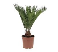 KENTIS - Cycas Revoluta - Palma Nana - Piante Vere da Esterno Resistenti - Pianta da Giardino Balcone - H 40/50 cm Vaso Ø 18 cm