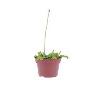 KENTIS - Dionaea Muscipula - Venere Acchiappamosche - Pianta Carnivora Vera Mangia Insetti - Piante Antizanzare da Esterno - Vaso Ø 12 cm