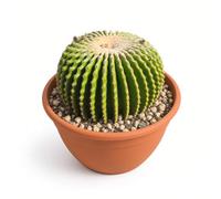 KENTIS - Echinocactus Grusone Inermis - Cactus Cuscino della Suocera - Piante Grasse Vere Facile Cura - H 50 cm Vaso in Terracotta Ø 34 cm