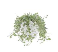 KENTIS - Edera Vera Variegata - Piante Rampicanti Vere da Esterno - Hedera Helix - Vaso Ø 19 cm