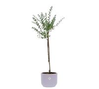 KENTIS - Eucalyptus Gunnii - Alberello Eucalipto - Piante Vere da Esterno Resistenti - Pianta da Giardino Antizanzara - H 40-50 cm Vaso Ø 15 cm