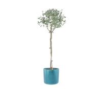 KENTIS - Eucalyptus Gunnii - Alberello Eucalipto - Piante Vere da Esterno Resistenti - Pianta da Giardino Antizanzara - H 40-50 cm Vaso Ø 15 cm
