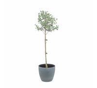 KENTIS - Eucalyptus Gunnii - Alberello Eucalipto - Piante Vere da Esterno Resistenti - Pianta da Giardino Antizanzara - H 40-50 cm Vaso Ø 15 cm