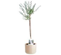 KENTIS - Eucalyptus Gunnii - Alberello Eucalipto - Piante Vere da Esterno Resistenti - Pianta da Giardino Antizanzara - H 40-50 cm Vaso Ø 15 cm
