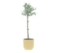 KENTIS - Eucalyptus Gunnii - Alberello Eucalipto - Piante Vere da Esterno Resistenti - Pianta da Giardino Antizanzara - H 40-50 cm Vaso Ø 15 cm