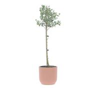 KENTIS - Eucalyptus Gunnii - Alberello Eucalipto - Piante Vere da Esterno Resistenti - Pianta da Giardino Antizanzara - H 40-50 Vaso Ø 15 cm