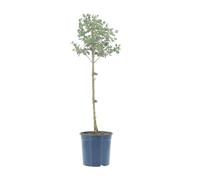 KENTIS - Eucalyptus Gunnii - Alberello Eucalipto - Piante Vere da Esterno Resistenti - Pianta da Giardino Antizanzara - H 40-50 cm Vaso Ø 15 cm