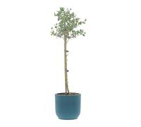 KENTIS - Eucalyptus Gunnii - Alberello Eucalipto - Piante Vere da Esterno Resistenti - Pianta da Giardino Antizanzara - H 40-50 Vaso Ø 15 cm
