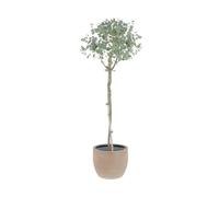 KENTIS - Eucalyptus Gunnii - Alberello Eucalipto - Piante Vere da Esterno Resistenti - Pianta da Giardino Antizanzara - H 40-50 cm Vaso Ø 15 cm