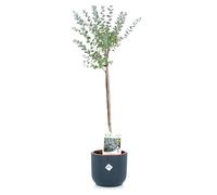 KENTIS - Eucalyptus Gunnii - Alberello Eucalipto - Piante Vere da Esterno Resistenti - Pianta da Giardino Antizanzara - H 40-50 cm Vaso Ø 15 cm (Eco-Vaso "Antracite", Eucalyptus Gunnii)