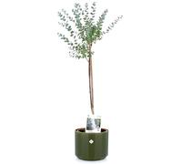 KENTIS - Eucalyptus Gunnii - Alberello Eucalipto - Piante Vere da Esterno Resistenti - Pianta da Giardino Antizanzara - H 40-50 cm Vaso Ø 15 cm