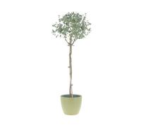 KENTIS - Eucalyptus Gunnii - Alberello Eucalipto - Piante Vere da Esterno Resistenti - Pianta da Giardino Antizanzara - H 40-50 cm Vaso Ø 15 cm