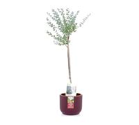 KENTIS - Eucalyptus Gunnii - Alberello Eucalipto - Piante Vere da Esterno Resistenti - Pianta da Giardino Antizanzara - H 40-50 cm Vaso Ø 15 cm (Eco-Vaso "Bourdeaux", Eucalyptus Gunnii)