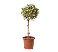 KENTIS - Euonymus Japonicus Bravo - Evonimo - Piante da Esterno da Siepe - Pianta Vera Resistente - 1/4 Fusto Vaso da Coltura Ø 24 cm H 80-100 cm