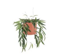 KENTIS - Hoya Wayetii - Piante Vere da Appartamento Ornamentali - Pianta Tropicale da Interni Ricadente - Fiore di Cera - Vaso Ø 14 cm
