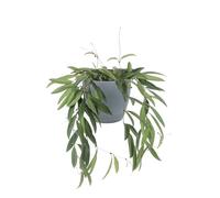 KENTIS - Hoya Wayetii - Piante Vere da Appartamento Ornamentali - Pianta Tropicale da Interni Ricadente - Fiore di Cera - Vaso Ø 14 cm