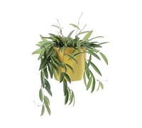 KENTIS - Hoya Wayetii - Piante Vere da Appartamento Ornamentali - Pianta Tropicale da Interni Ricadente - Fiore di Cera - Vaso Ø 14 cm