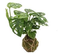 KENTIS - Kokedama Monstera Adansonii Monkey Leaf - Piante Vere da Appartamento - Pianta Tropicale Ornamentale da Interni - H 30-40 cm
