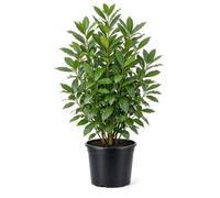 KENTIS - Laurus Nobilis - Pianta di Alloro - Piante Vere da Esterno - Pianta da Giardino da Siepe - H 155-165 cm Ø 24 cm