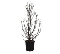 KENTIS - Magnolia Stellata - Magnolia da Fiore - Pianta Vera da Esterno da Terrazzo - Albero da Giardino - H 100/125 cm Vaso Ø 30 cm