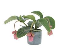 KENTIS - Medinilla Magnifica - Piante Vere Tropicali da Appartamento - Pianta Fiorita Ornamentale Pendente da Interno - Vaso Ø 17 cm