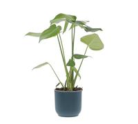 KENTIS - Monstera Deliciosa - Pianta Vera da Interno Resistente - Piante da Appartamento Purifica Aria - Ornamentale - H 40-50 cm Vaso Ø 14 cm