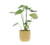 KENTIS - Monstera Deliciosa - Pianta Vera da Interno Resistente - Piante da Appartamento Purifica Aria - Ornamentale - H 40-50 cm Vaso Ø 14 cm