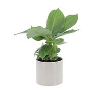 KENTIS - Musa Acuminata Dwarf Cavendish - Banano Pianta Vera - Altezza 25-35 cm e Vaso Ø 13 cm