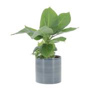 KENTIS - Musa Acuminata Dwarf Cavendish - Banano Pianta Vera - Altezza 25-35 cm e Vaso Ø 13 cm