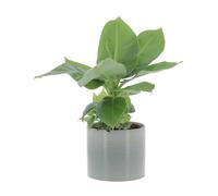 KENTIS - Musa Acuminata Dwarf Cavendish - Banano Pianta Vera - Altezza 25-35 cm e Vaso Ø 13 cm