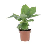 KENTIS - Musa Acuminata Dwarf Cavendish - Banano Pianta Vera - Altezza 25-35 cm e Vaso Ø 13 cm
