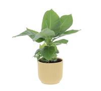KENTIS - Musa Acuminata Dwarf Cavendish - Banano Pianta Vera - Altezza 25-35 cm e Vaso Ø 13 cm