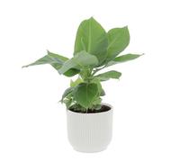 KENTIS - Musa Acuminata Dwarf Cavendish - Banano Pianta Vera - Altezza 30-40 cm e Vaso Ø 13 cm