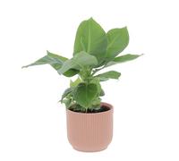 KENTIS - Musa Acuminata Dwarf Cavendish - Banano Pianta Vera - Altezza 30-40 cm e Vaso Ø 13 cm