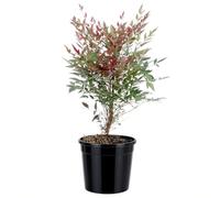 KENTIS - Nandina Domestica Obsessed ® - Piante da Esterno Vere Sempreverdi - Pianta da Giardino Resistente al Freddo - H 55-65 cm Vaso Ø 20 cm