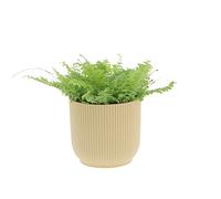 KENTIS - Nephrolepis Exaltata Green Lady - Piante Purifica Aria da Interno - H 20-30 cm Vaso Ø 12 cm
