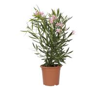 KENTIS - Nerium Oleander Rosa - Oleandro Pianta Vera da Esterno - Piante da Giardino Fiorite Perenni - H 40/50 cm Vaso Ø 18 cm