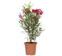 KENTIS - Nerium Oleander Rosso con Decorazione Vaso in Juta - Oleandro Pianta Vera da Esterno - Piante da Giardino Fiorite Perenni - H 80/100 cm Vaso Ø 24 cm