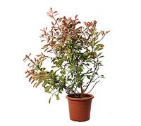 KENTIS - Photinia × Fraseri Pink Marble con Decorazione Vaso in Juta - Pianta di Fotinia - Piante Vere da Esterno Resistenti - Pianta da Siepe da Giardino - H 100-125 cm Vaso Ø 24 cm