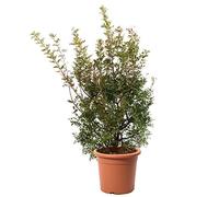 KENTIS - Pianta di Lentisco - Pistacia Lentiscus - Piante Vere da Esterno da Siepe Resistenti - Pianta da Giardino - H 125-150 cm Vaso Ø 30 cm