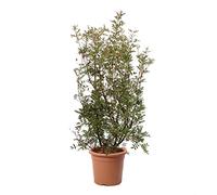 KENTIS - Pianta di Lentisco - Pistacia Lentiscus - Piante Vere da Esterno da Siepe Resistenti - Pianta da Giardino - H 80-100 cm Vaso Ø 24 cm